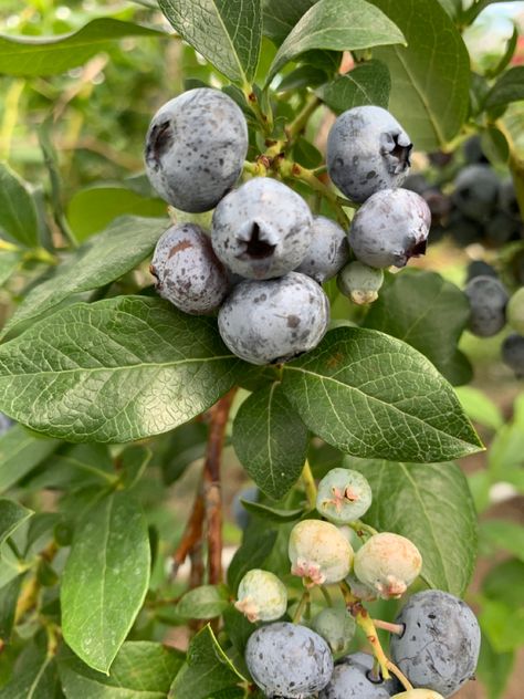 Highbush Blueberry, Blueberry Picking, Botany, Native Plants, New England, Garden Landscaping, Grapes, Wild Flowers, Fruit