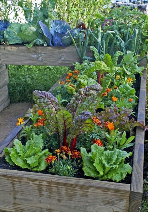 Potager Garden, Veg Garden, Home Vegetable Garden, Vegetable Garden Design, Edible Plants, Garden Stuff, Veggie Garden, Planting Herbs, Garden Cottage