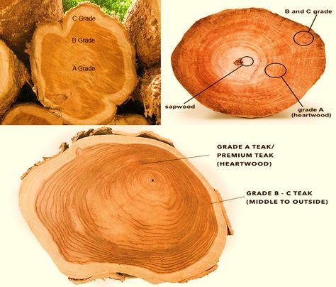 How to identify Teak wood Furniture? Teak wood furniture is very expensive, so it is good to have some basic knowledge about teak wood before buying. How to Identify Good Teak Wood for Your furniture?   What are the different teak Wood grades? The colour, hardness and durability of teak vary from tree to tree due to significant differences in quality. Be aware that wood is classified into different grades These provide information on the origin, colour and resistance of teak wood.   Cl Teak Wood Texture, Saw Wood, Teak Wood Furniture, Natural Teak Wood, Different Types Of Wood, Basic Knowledge, Local Furniture, Wood Ideas, Pooja Room