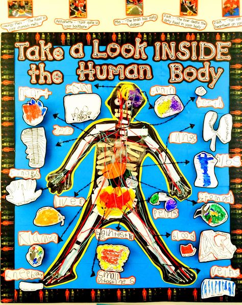 The Human Body theme display board My Body Bulletin Board Ideas, Preschool Human Body Theme, Human Body Bulletin Board Ideas, Human Body Bulletin Board, Human Body Display Year 1, Ckla Human Body First Grade, Human Body Classroom Transformation, Human Body 2nd Grade, Kindergarten Classroom Design