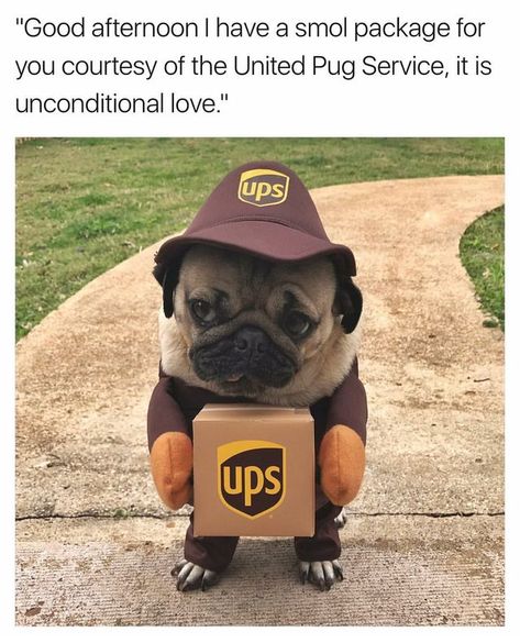 Pug in a UPS delivery driver costume. Pug Meme, Baby Pugs, Pug Puppies, Pugs Funny, A Pug, Cute Pugs, The Pug, Pug Love, Funny Animal Memes