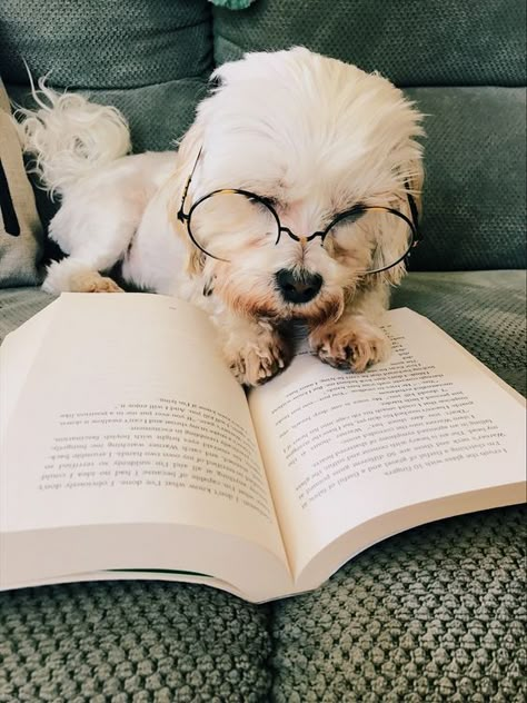 Book Lovers Day, Inspiring Books, Lovers Day, Dog Books, Airedale Terrier, Baby Animals Funny, Wearing Glasses, Spock, Cute Dogs And Puppies