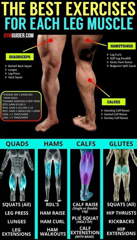 Leg Workouts Gym, Leg Muscle, Gym Workout Chart, Leg Day Workouts, Big Legs, Makanan Diet, Weight Training Workouts, Workout Chart, Leg Muscles