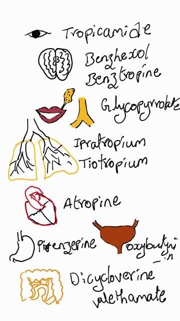 Atropine substitutes | Medical mnemonics, Pharmacology nursing, Pharmacology Nursing Pharmacology, Motivate Myself, Medical Mnemonics, Pharmacology Nursing, Med School, Pharmacology, Nurse Life, First Aid, Nursing