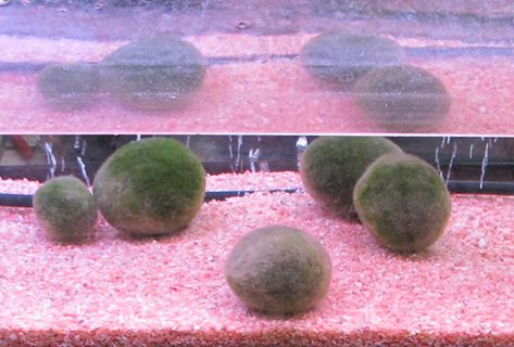 Marimo Moss Ball Terrarium, Plants In Jars, Marimo Moss, Marimo Moss Ball, Moss Ball, Growing Veggies, Bottle Garden, Moss Balls, Nature Plants