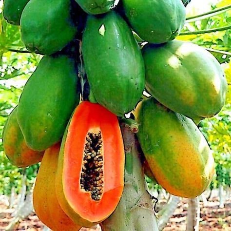 PAPCOOL Red Lady Papaya Plant Live for Planting, Papaya Tree Live Plant 6 to 12 Inches Height, Papaya Fruits Seedling Papaya Plant, Short Trees, Seed Starting Soil, Papaya Tree, Papaya Seeds, Papaya Fruit, Vegetable Garden Raised Beds, Papaya Fruits, Fruit Breakfast