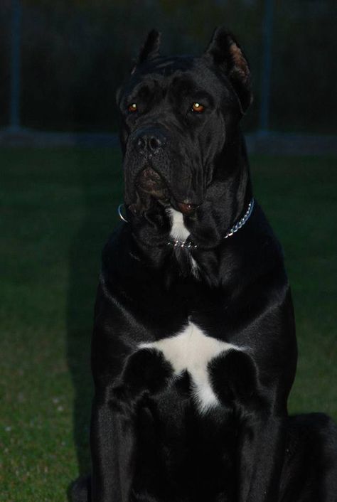 HOMER Barbero's Crew Ania Wisniewska kutyája – Ania Wisniewska és Mirek Lewczuk társaságában. Cane Corso Black, Dogs Cane Corso, Kane Korso, Beast Friends, Black Pitbull, Cane Corso Mastiff, Cane Corsos, Stud Farm, Man Beast