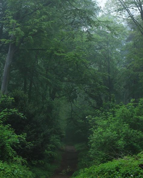 Dark Naturalism, Sky Moon, Magic Forest, Moment In Time, A Moment In Time, Forest Fairy, Am In Love, Nature Aesthetic, Pretty Places