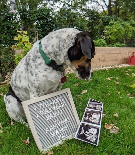 dog pregnancy announcement. Cute & funny pregnancy announcement ideas, perfect for social media and for every occasion. Includes 30+ ideas. Announcements for first or second baby, halloween, christmas, thanksgiving, with dog, pumpkin, onesie, and more. You are sure to find the perfect one for you! #pregnancy #pregnancyannouncement Baby Announcement Ideas With Dogs, Baby Reveal With Dog, Baby Announcing Ideas Social Media, Pregnancy Announcements With Dogs, Pregnancy Announcement Pets, Baby Announcements With Dogs, Diy Pregnancy Announcement Photo, Pregnancy Announcement Ideas For Parents, Funny Baby Announcement Ideas