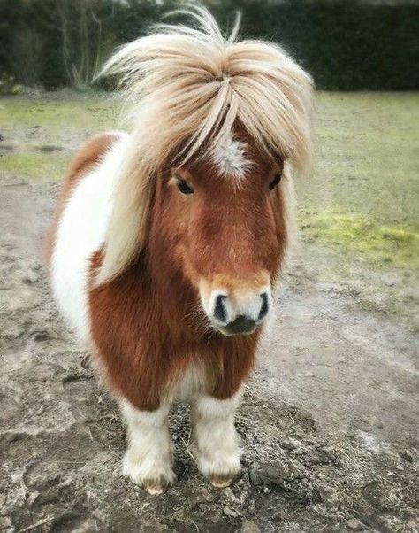 Mini Ponies, Pony Animal, Miniature Ponies, Cute Pony, Mini Horses, Baby Horse, Tiny Horses, Baby Pony, Cute Horse Pictures