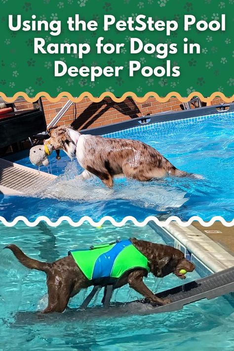 Using the PetStep Pool Ramp for Dogs in Deeper Pools Pool Ramp For Dogs, Pool Ramp, Ramp For Dogs, Dog Pool Ramp, Deep Pool, Pool Kits, Dog Pool, Dog Ramp, Be Pretty