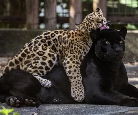 Tears Art, Cheetah Animal, Cat Aesthetic, Do Better, Own It, Black Leopard, Cute Animal Pictures, Leopards, Big Cats