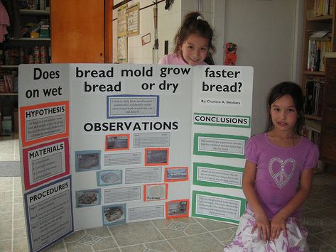 Moldy Bread Science Project, Mold Science Fair Project, Bread Mold Science Fair Project, Fourth Grade Science Projects, Plant Science Fair Projects, 2nd Grade Science Projects, 4th Grade Science Projects, Science Fair Display Board, Bread Experiment