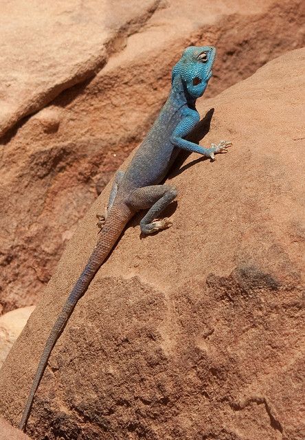 Blue agama lizard, Petra Agama Lizard, Chameleon Lizard, Famous Scientist, Blue Lizard, Tortoise Turtle, Komodo Dragon, Terrapin, Reptiles And Amphibians, Bearded Dragon