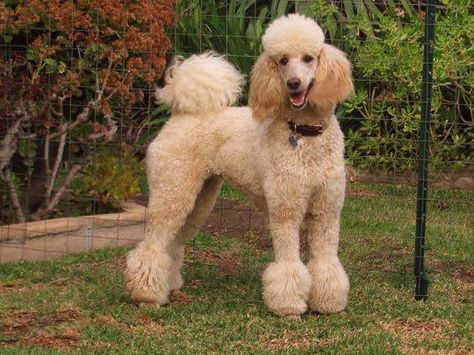 Image Source: The Poodle Patch Via Facebook Poodle Styles, Standard Poodle Grooming, Standard Poodle Haircuts, Standard Poodle Puppy, Poodle Haircut Styles, Poodle Haircuts, Poodle Standard, Dogs Poodle, Poodle Hair