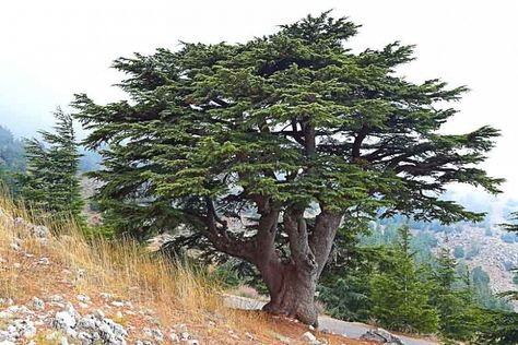 Benefits Of Trees, Lebanon Tree, Cedrus Libani, Lebanon Cedar, Cedar Of Lebanon, Flowering Cherry Tree, Plants To Grow, Conifer Trees, Best Plants