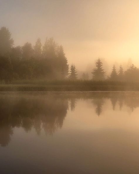 Soft Light Photography, Foggy Lake, Misty Dawn, Lake Photoshoot, Country Fences, Kunst Tattoos, Sepia Photography, Sunrise Art, Forest Light