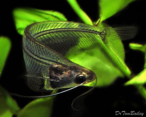 Ghost Catfish Glass Catfish, Aquarium Catfish, Pleco Fish, Fish List, Community Tanks, Pretty Fish, Fish Breeding, Cool Fish, Fish Care