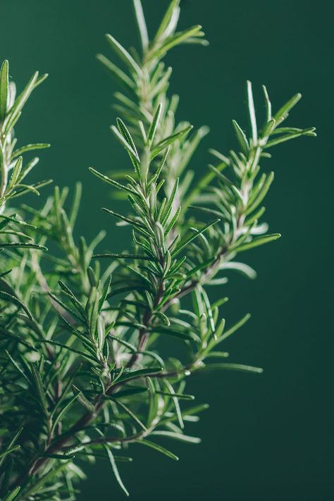 Fresh rosemary from my garden Rosemary Plant Aesthetic, Herb Aesthetic, Rosemary Photography, Rosemary Aesthetic, Herbs Photography, Herb Photography, Rosemary Tree, Rosemary Honey, Rosemary Flower