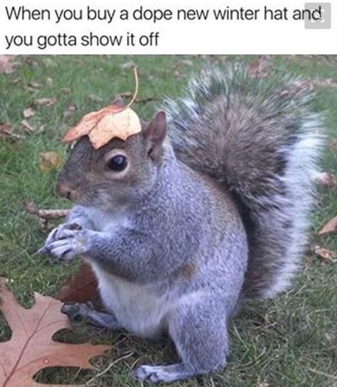 Let's Go Nuts! National Squirrel Appreciation Day Squirrel Reference, Squirrel Pics, Lil Wayne Albums, Fb Picture, Squirrel Memes, Funny Squirrel Pictures, Fat Squirrel, Squirrel Appreciation Day, Pawsitive Vibes