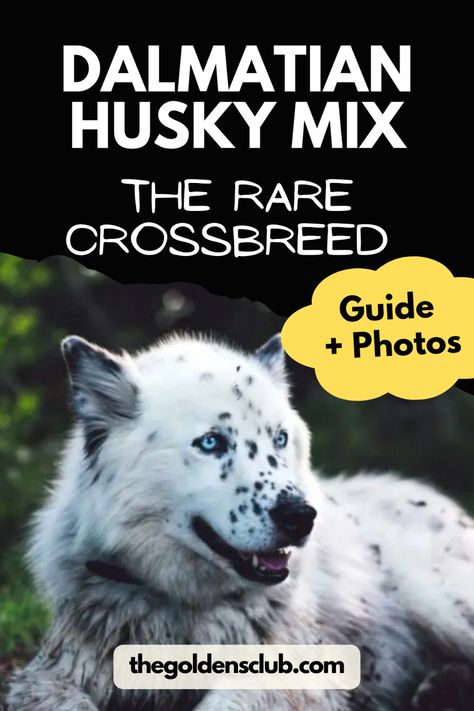 We’ve talked about many dog crossbreeds, for example, Pitbull Husky Mix, Labrador Husky Mix or the Rottweiler Golden Retriever Mix. But none has left me speechless like the Dalmatian Husky Mix. Pitbull Husky, Dalmatian Mix, Siberian Husky Mix, Dog Crossbreeds, Pack Animal, Golden Retriever Mix, Labrador Husky, Husky Mix, Smart Dog