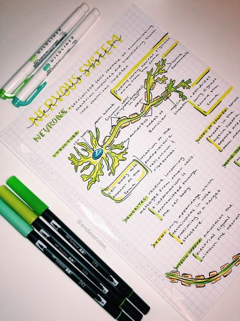 Nervous system notes. Instagram: @endlessnotes_ #study #notes #motivation #color #tombowbrushpen #pens #studymotivation #school #college #medical Biology Notes Aesthetic Nervous System, Biology Notes Nervous System, Nervous System Anatomy Notes, Bio Study Notes, Medical School Notes Aesthetic, Medical Notes Ideas, The Nervous System Notes, Aesthetic Notes Psychology, Endocrine System Notes Aesthetic