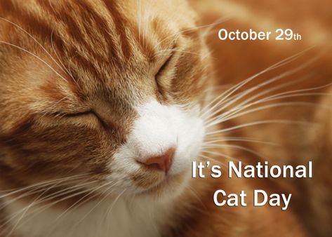 Sleeping Orange Cat ~ Humor ~National Cat Day October 29 card Cat Noises, Cat Illnesses, Cat Crying, National Cat Day, Cats With Big Eyes, Cat Seat, What Cat, Nine Lives, Cat Memorial