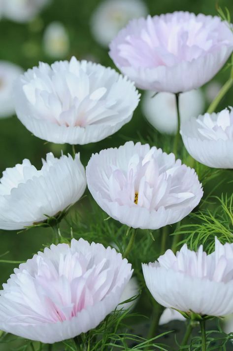 33 new plants debuting at Chelsea Flower Show 2017 - Plant of the Year Making Plant Pots, Cosmos Flowers, Cottage Garden Plants, Cut Flower Garden, Moon Garden, Unusual Plants, Chelsea Flower, Chelsea Flower Show, White Gardens