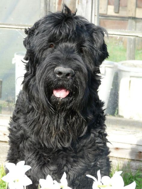 Terrier Tattoo, Russian Terrier, Wheaton Terrier, Black Russian Terrier, Black Russian, Huge Dogs, Group Of Dogs, Black Tattoo, Large Dog Breeds