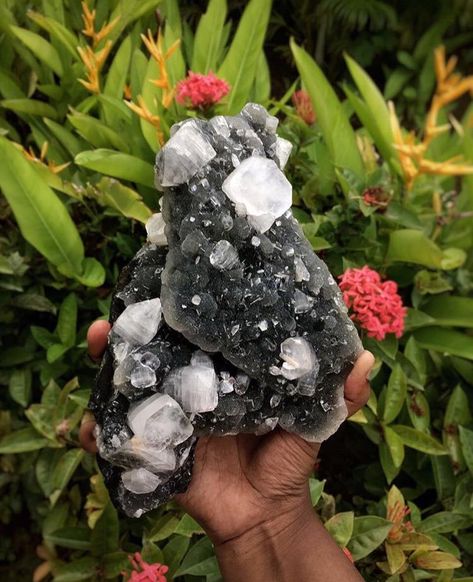 Apophyllite crystals on druzy black chalcedony Black Chalcedony, Apophyllite Crystals, Druzy, Blackberry, Fruit, Crystals, Black