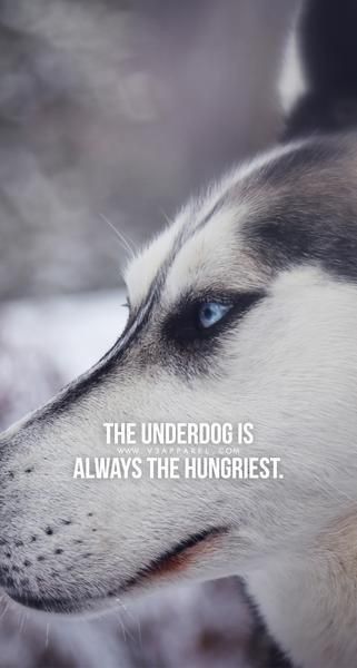 Underdog Quotes, Business Wall Art, Dangerous Quotes, Inspirational Fitness Quotes, Feeling Unappreciated, Fly Quotes, Quotes Sports, Quotes Gym, Leadership Quotes Inspirational