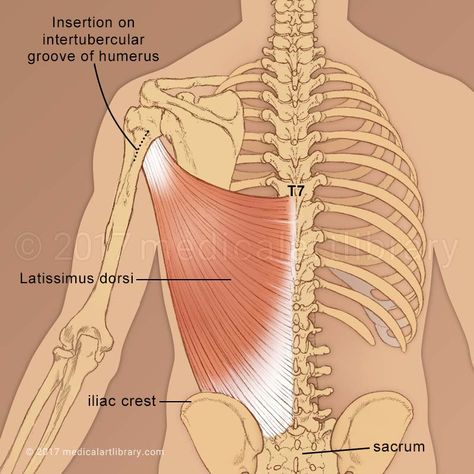 Latissimus Dorsi - Medical Art Library Anatomy Mnemonics, Upper Limb Anatomy, Human Anatomy Female, Erector Spinae, Reflexology Benefits, Muscle System, Remedial Massage, Restorative Yoga Poses, Body Diagram