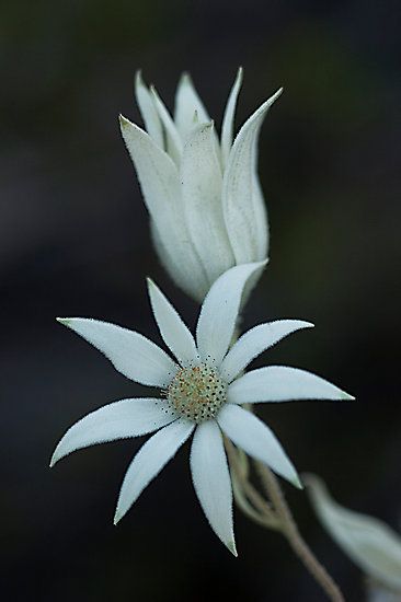 ~~Sydney Flannel Flower (Actinotus helianthi) ~ native to Australia by Ben Shaw~~ Australian Native Garden, Australian Wildflowers, Flannel Flower, Australian Flowers, Australian Native Flowers, Australian Plants, Australian Garden, Australian Native Plants, Australian Flora