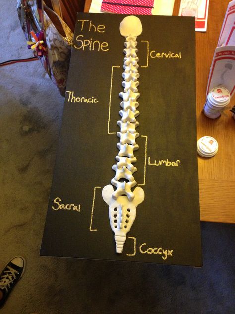 Creative Anatomy Projects Ideas, Skeletal System Project Ideas, Anatomy Project Ideas, Bone Project, Spine Project, Anatomy Models Diy, Medical Project Ideas, Bio Project Ideas, Build A Spine Project