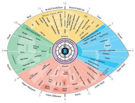 HERBAL PICNIC: IRIDOLOGY & SCLEROLOGY Iridology Chart, Natural Healing Herbs, Eye Chart, Magic Herbs, Body Map, Holistic Medicine, Healing Herbs, Green Witch, Alternative Health