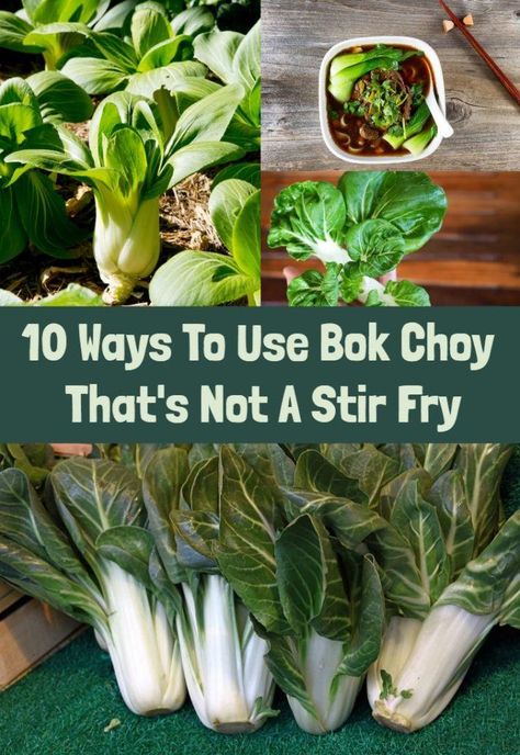 10 Ways To Use Bok Choy That's Not A Stir Fry Joi Choi Recipes, Bol Choy Side, How To Cook Boch Choy, Bock Choy Stir Fry Recipes, Recipe Bokchoy Stirfry, Book Choy In Ramen, Pal Choi Recipes, Back Choy Recipe, Boch Choy Recipes