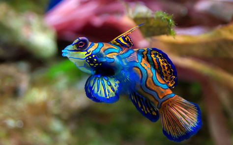 Top 10 des plus beaux poissons exotiques Mandarin Fish, Fish Background, Black And Blue Wallpaper, Fish Wallpaper, Marine Fish, Most Beautiful Animals, River Fishing, Beauty Wallpaper, Majestic Animals