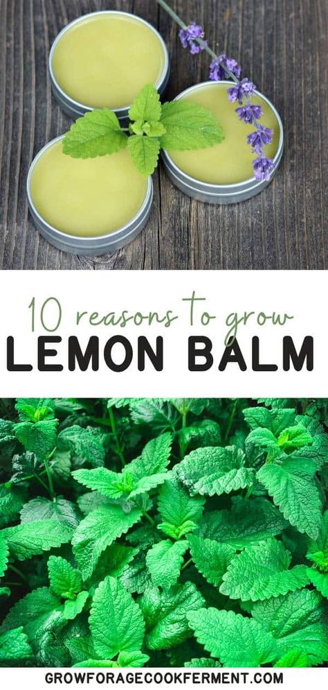 10 Reasons to Grow Lemon Balm - Thinking about growing lemon balm from seed in containers or pots indoors or outdoors? Here are 10 awesome reasons to grow lemon balm in your healing herb garden for herbal medicine, lemon balm food and tea recipes, and more! The lemon balm plant is in the mint family. It has many benefits, magical properties, and uses! Growing Lemon Balm, Lemon Balm Recipes, Lemon Balm Plant, Grow Lemon, Lemon Balm Tea, How To Grow Lemon, Herbs Garden, Lemon Benefits, Dried Lemon