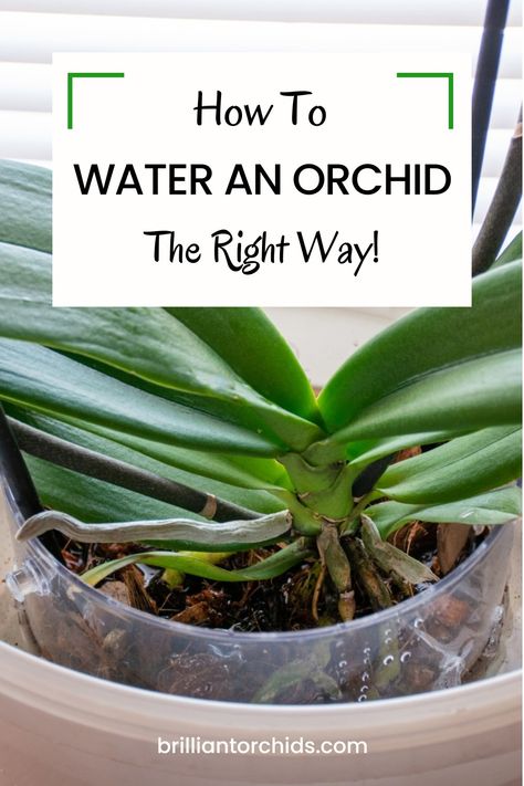 Watering a Phalaeonopsis orchid. Orchid care guide for beginners. Care Of Orchids How To Take, How To Care For An Orchid House Plants, Watering Orchids Tips, Mini Orchid Care, How To Take Care Of Orchids, How To Take Care Of An Orchid, How To Water Orchids Correctly, How To Make Orchids Bloom Again, Growing Orchids In Water