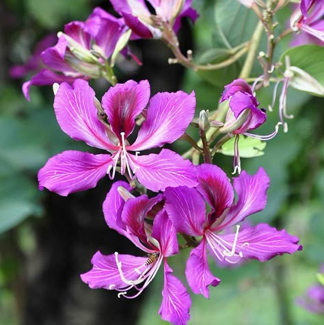 Butterfly Tree #rareesxoticseeds Bauhinia Variegata, Bauhinia Flower, Hawaiian Orchid, Orchid Tree, Asian Flowers, Stunning Flowers, Butterfly Tree, Exotic Orchids, Flower Farmer