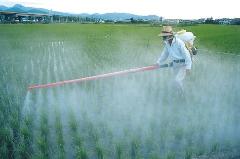 Why bargain with your health when we know little about the long-term effects of eating pesticide-treated foods? Here are 15 foods to buy organic, no matter what your situation. Genetic Engineering, Sustainable Agriculture, Pesticides, Organic Recipes, Vintage Halloween, Pollution, Natural Health, Biology, Agriculture