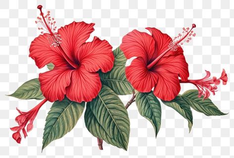 Vintage drawing red Hibiscus hibiscus | Premium Photo Illustration - rawpixel Hibiscus Illustration, Flower Illustration Art, Hibiscus Flower Pattern, Red Hibiscus Flower, Pattern Sketch, Red Hibiscus, Green Leaf Print, Png Vintage, Flower Red