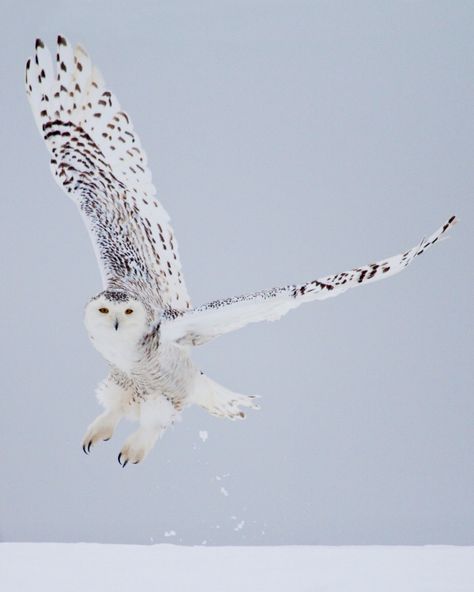 White Owl Art, Snow Owl Art, Snowy Owl Tattoo, Snow Owl Aesthetic, Snowy Owls, Snowy Owl Flying, Snowy Owl Feather, Snowy Owl Art, Snowy Owl Aesthetic