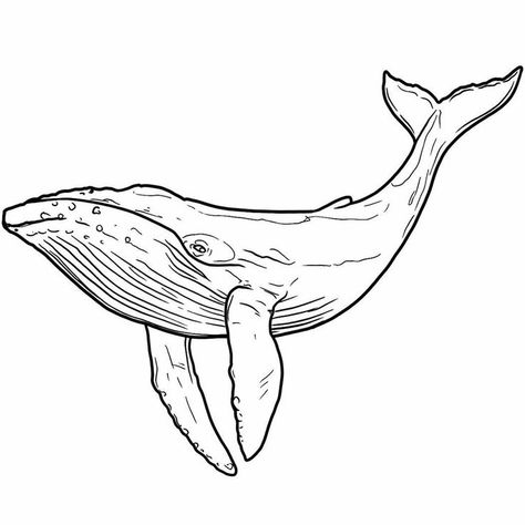 Drawing Whale, Whale Outline, Whale Sketch, Whale Coloring Pages, Ocean Coloring Pages, Whale Drawing, Whale Tattoos, Whale Art, A Whale