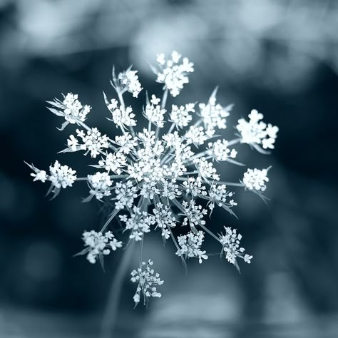 snow crystal flower Ice Flower Aesthetic, Sagebrush Aesthetic, Snow On Flowers, Snow Flower Aesthetic, Cryo Aesthetic, Winter Flowers Aesthetic, Snowflake Aesthetic, Flowers In Snow, Flowers In The Snow