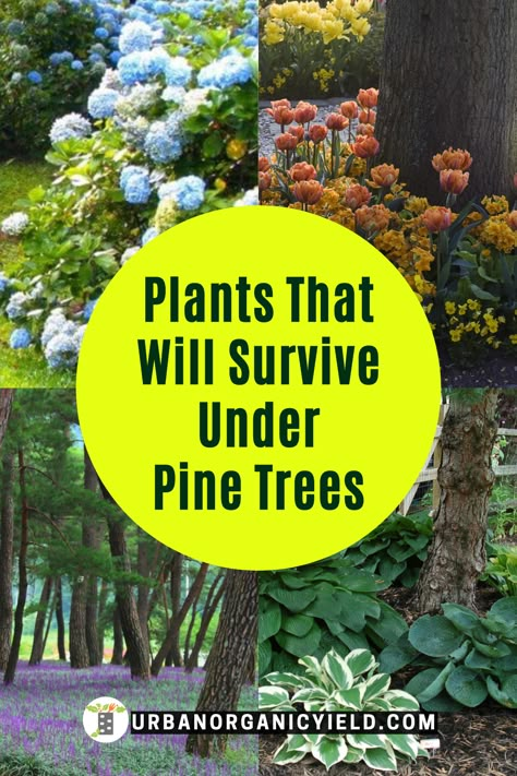 Pine Tree Yard Landscaping, Planting Under A Pine Tree, Landscaping With Pines, Pine Garden Ideas, Backyard Landscaping Pine Trees, Landscape Ideas For Around A Tree, Landscaping Ideas For Shaded Front Yard, Landscape With Pine Trees, Planting Under Pine Trees Design