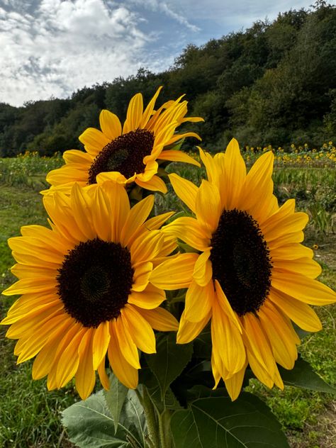 sunflower field #sunflower #field #summer #fall #fresh #aesthetic #flowers #yellow Mammoth Sunflower, Fresh Aesthetic, Sunflower Patch, Rose Garden Design, Flower Identification, Planting Sunflowers, Sunflower Pictures, Sunflower Wallpaper, Flowers Yellow