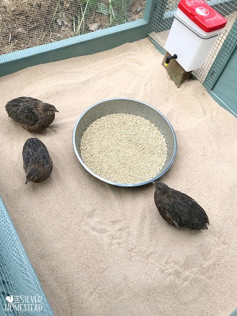 Coturnix Quail - Silver Homestead Quail Pen Diy, Quail Coop Ideas Diy Easy, Quail Pens On The Ground, Quail Cage Setup, Quail Ground Pen, Ground Quail Coop, Cheap Quail Coop, Diy Quail Aviary, Quail Toys