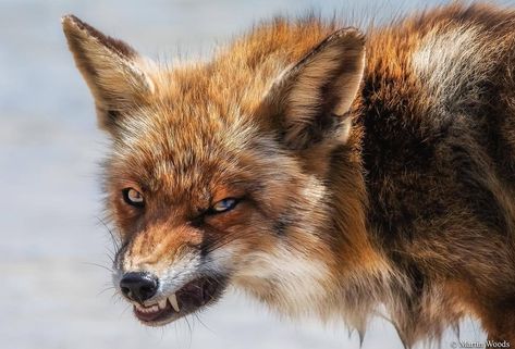 Fox Reference Photo, Angry Fox, Fox Photo, Angry Animals, Angry Dog, Fox Dog, Animal Study, Pet Fox, Pretty Animals