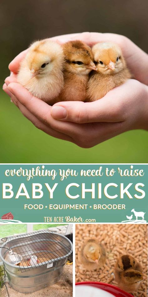 Baby Chick Checklist, Chicken Accessories Ideas, Raising Chicks Week By Week, Caring For Baby Chicks, Indoor Chicken Pet, Chick Starter Guide, Diy Baby Chick Cage, Raising Chicks For Beginners, Raising Baby Chicks Inside